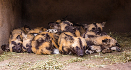 African painted dogs group sleeping