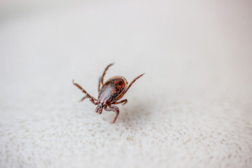 Tick on a white background. Disgusting carrier of tick-borne infections of dogs, cats and human