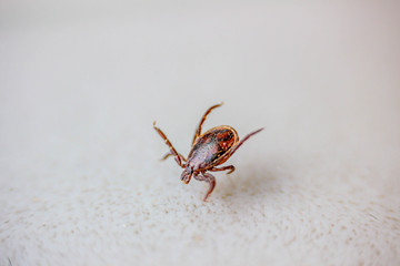 Tick on a white background. Disgusting carrier of tick-borne infections of dogs, cats and human