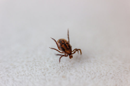 Tick on a white background. Disgusting carrier of tick-borne infections of dogs, cats and human