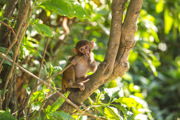 Rhesus macaque child at Swayambhunath Buddhist Temple Center