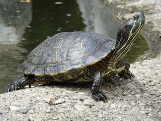 Turtle