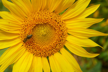 bee on a sunflower close up. Bee honey collection