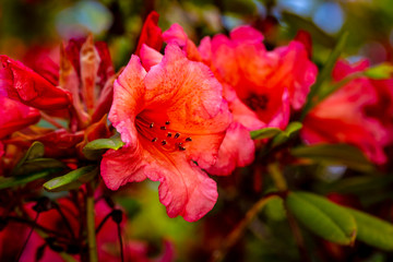 Beautiful rhododendron flower head