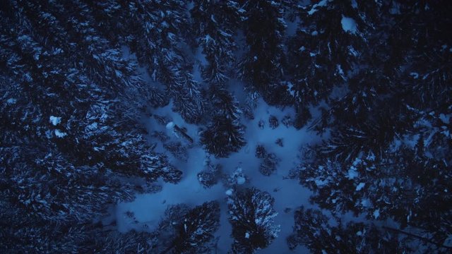 Overhead Forest Canopy Aerial on Winter Evening