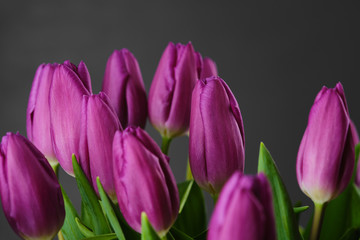 spring flowers purple tulips on grey background. closeup