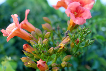 bush with a bright red large unfolded southern flower of the campsis and with non-blossoming buds on a blurry background of luminous leaves
