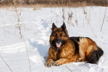 German shepherd dog lies in the snow in the field