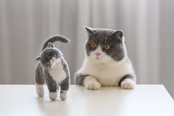 British shorthair and its model