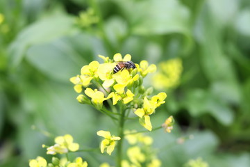 Close up bright yellow flowers of Brassica rapa or False pakchoi blooming on branch and insect...