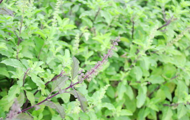 Branch of Holy Basil and blur green background , leaves and young flower, Thailand. 