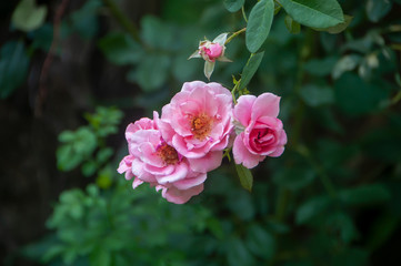 Pink colored Rambler roses in full bloom in spring.