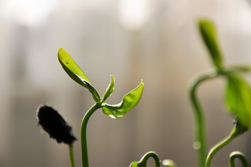 Group of green sprouts growing out from soil, seedling, cultivation, agriculture, horticulture, greenery, ecology concept