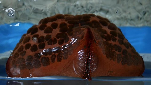 Top view Star fish in pond.