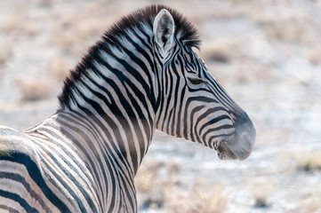 Fototapeta na wymiar Closeup of the head of a Burchell's Plains zebra -Equus quagga burchelli- in Etosha National Park, Namibia.