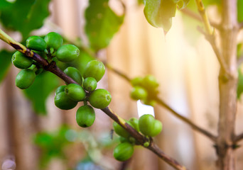 Fresh young green organic coffee beans on branch with leaves and blurred background , Agriculture concept.