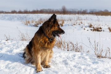 German shepherd dog sitting in the snow in the field