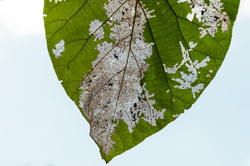 Close up greenleaf with holes, eaten by pests