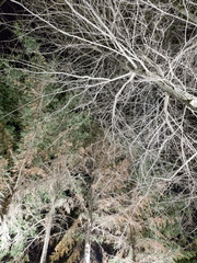 Tree branches on a dark sky