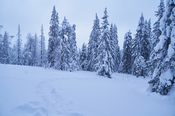 Winter forest with snow-covered fir trees high in the mountains. Sunny February day in the spruce forest. The trees are covered with snow to the top of their heads.