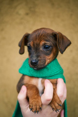 little dachshund puppy in hands with a scarf