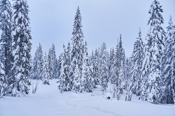 Naklejka premium Winter forest with snow-covered fir trees high in the mountains. Sunny February day in the spruce forest. The trees are covered with snow to the top of their heads.