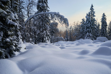 Winter forest with snow-covered fir trees high in the mountains. Sunny February day in the spruce forest. The trees are covered with snow to the top of their heads.