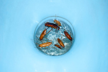 Cockroaches in the toilet