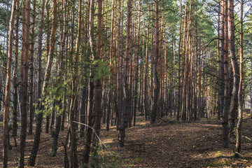 The pine forest.  The forest background.  The coniferous forest. 