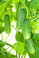 agriculture crop of fresh vegetables cucumbers