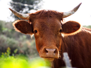 Cows grazing on a green field meadow