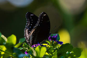 Obraz na płótnie Canvas Butterfly eating sweet nectar of purple flower in the garden.