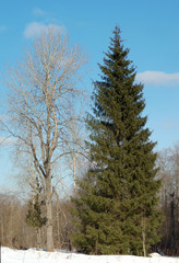 Tall slender green spruce on the edge of the forest