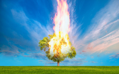 Burning Tree on fire at day with stormy sky