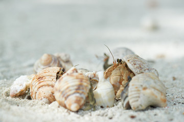 Hermit crab well-end meeting
