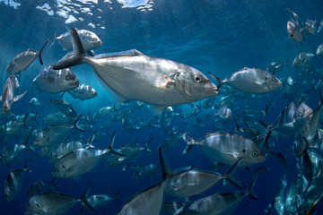 Obraz na płótnie Canvas Large group Silver Trevally fish swimming in the crystal clear water, Australia