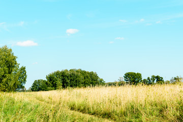Summer landscape in the field