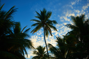 Fototapeta na wymiar Palm trees and dawn