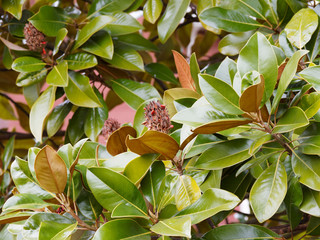 Magnolia grandiflora  |  Immergrüne Magnolie. Geöffnete Früchte mit Samen rotem Arillus zwischen...