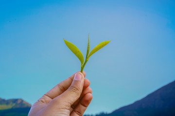 Hand holding green tea leaf over blue sky background