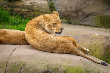 Female lion on Rock