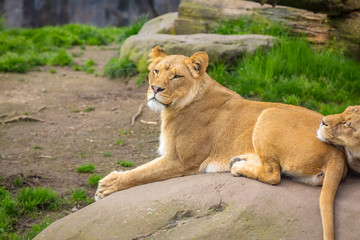 Naklejka na ściany i meble Female lion on Rock