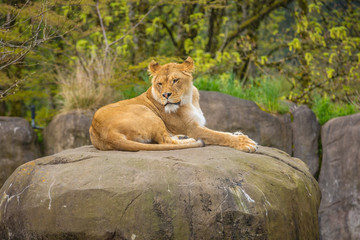 Female lion on Rock