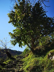 Forest road, through Mustang Valley, Nepal. A road with beautiful landscapes.