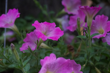 Dense droplets on pink petal with blur background