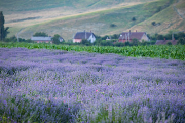 Lavender flowers in row, pastel colors and blur background.