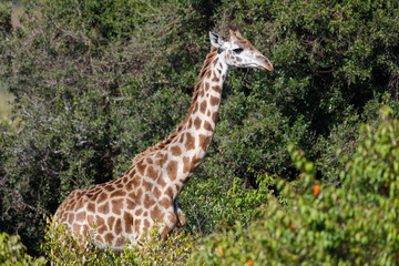 Masai-Giraffe