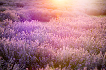 Fototapeta premium Kwiaty lawendy o zachodzie słońca w nieostrość, pastelowe kolory i rozmycie tła.