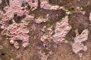 Pink Grunge Wall Texture Background