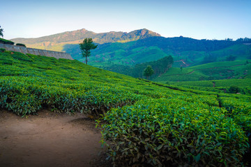 Fototapeta na wymiar Tea plantations in Munnar, Kerala, India.